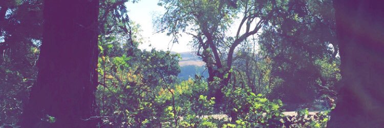 Alexia Passarotti banner