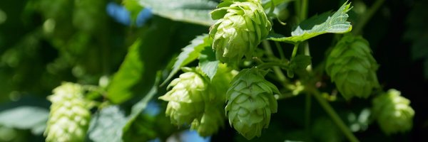 elevenlakesbrew Profile Banner