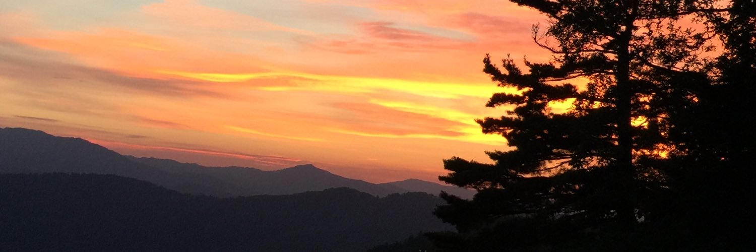 Rachel Walker banner