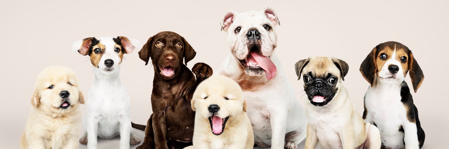 RealPetInsta's profile banner image