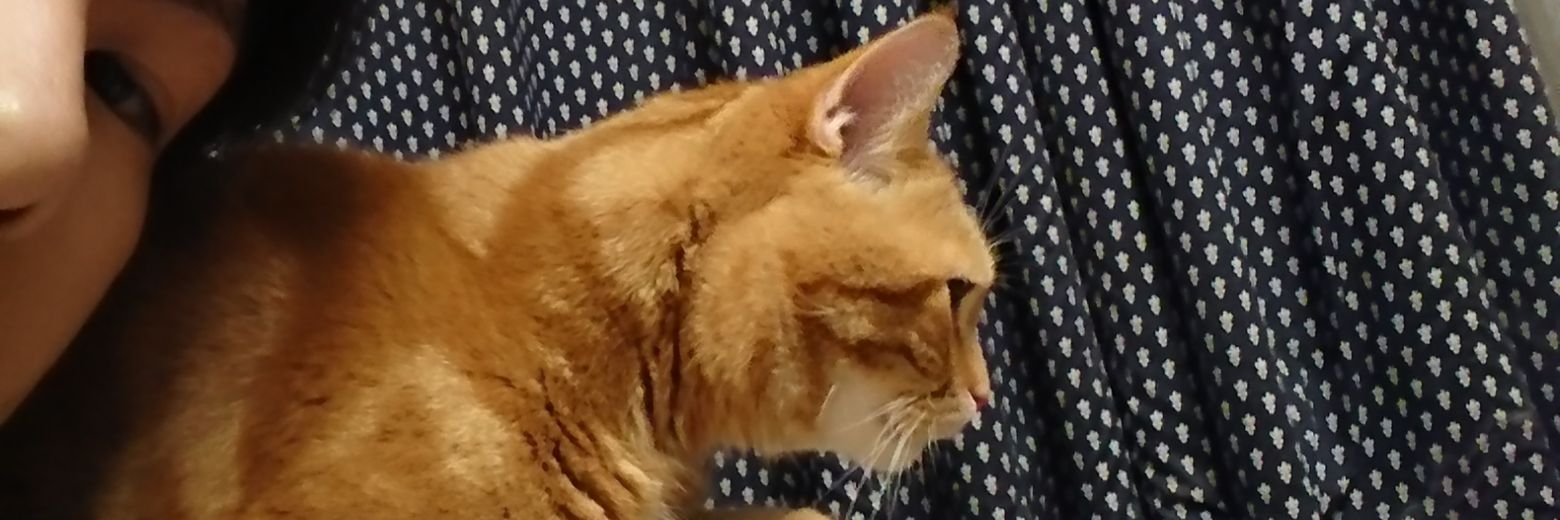 NekoSCH99's profile banner image