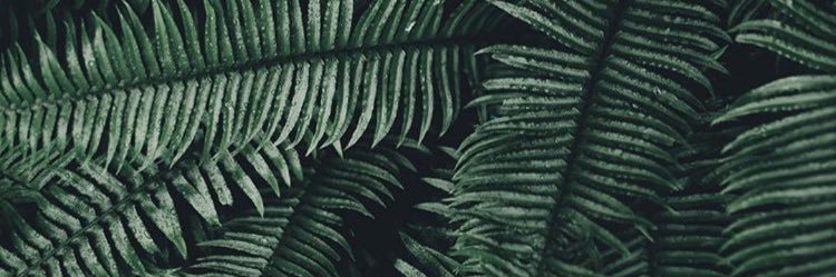 noplhz's profile banner image