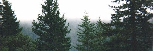 Forest. banner