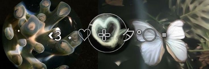 arilovescoco's profile banner image