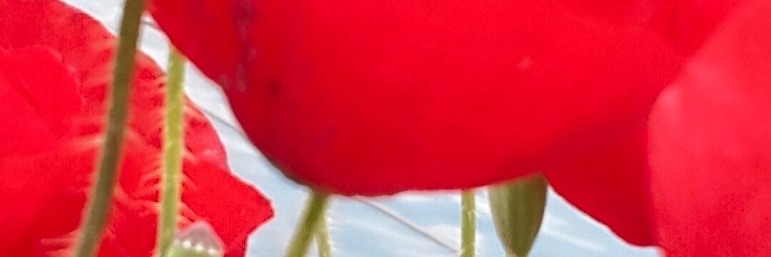 Oda1i's profile banner image