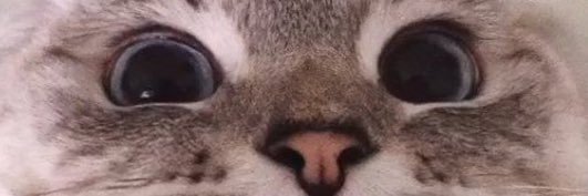 👑 banner