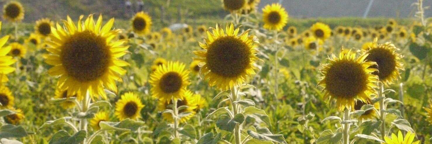 リン✴︎♪ banner