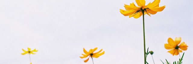 rapunzeltxt's profile banner image