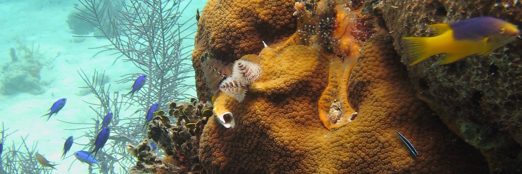 Julie Robinson banner