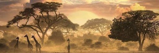 CariMostert's profile banner image