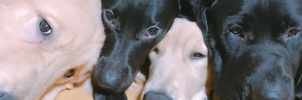 chiil_l's profile banner image