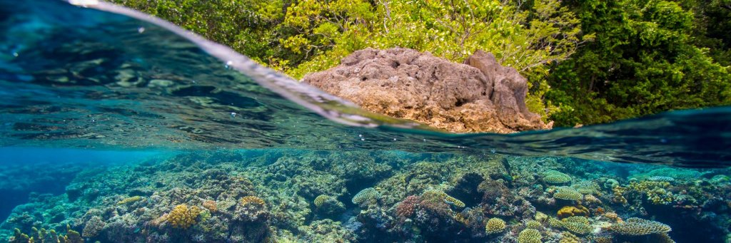 Dr. Randi Rotjan banner