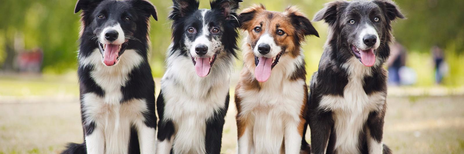 LydiaDogtrainer's profile banner image
