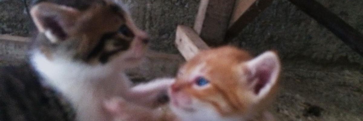 iremeserli's profile banner image