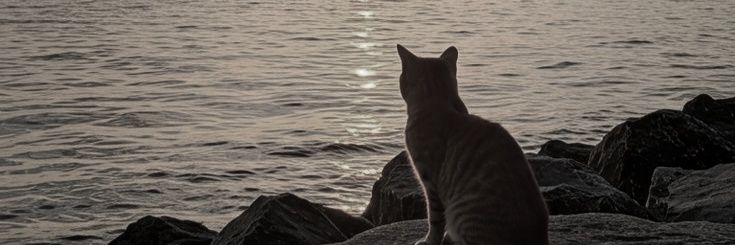 zza. banner