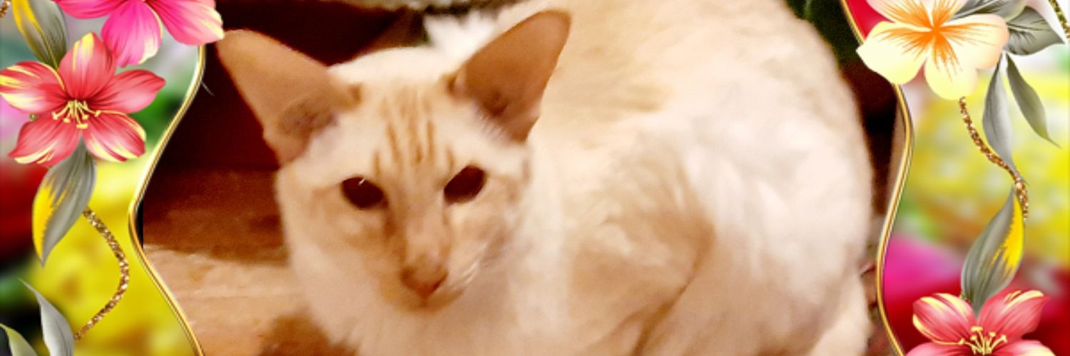RaisaKojo's profile banner image