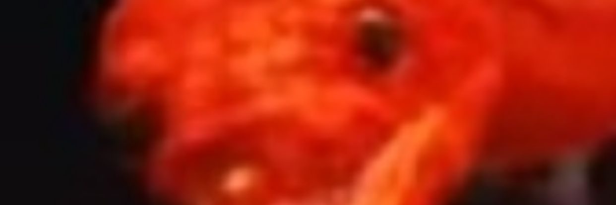theEyeofNaga's profile banner image