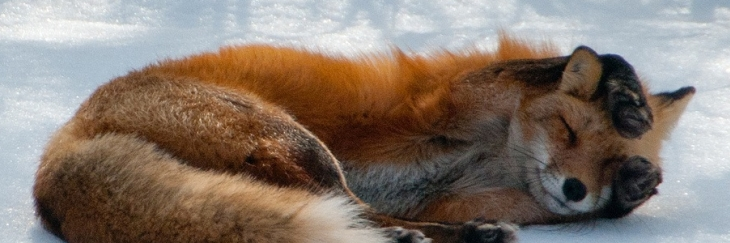 MartyTheFoxthing banner