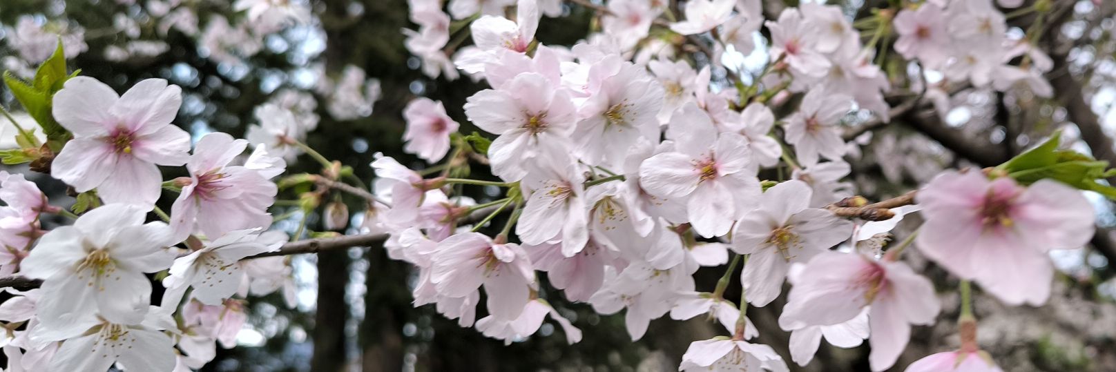 まつりかおる/茉莉薫/竜胆/Roberta(稀に不敬の極な夢を呟く) banner