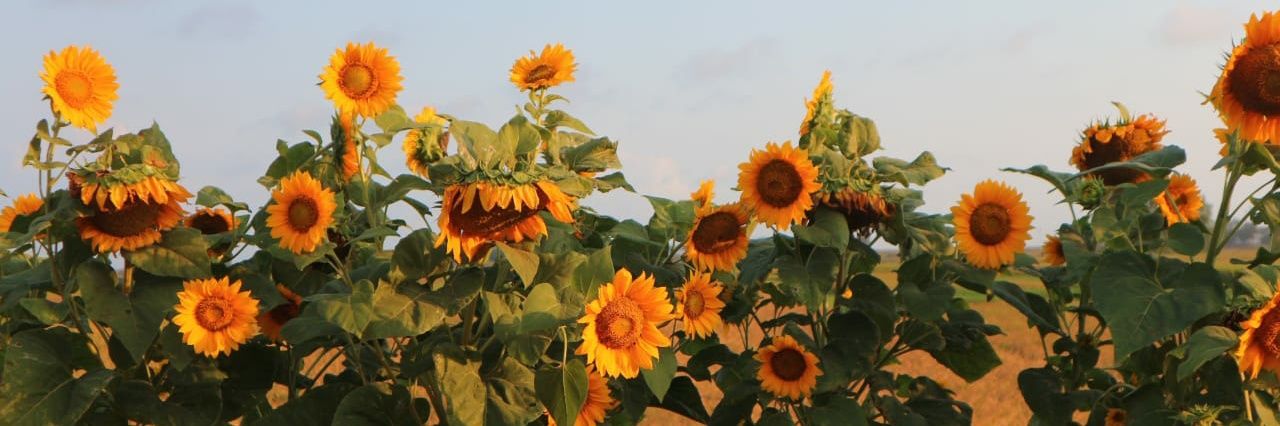 ayyik's profile banner image