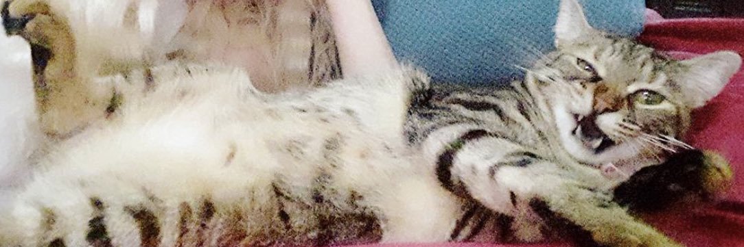 🐈‍⬛ akıllı bir deli 🐇 banner