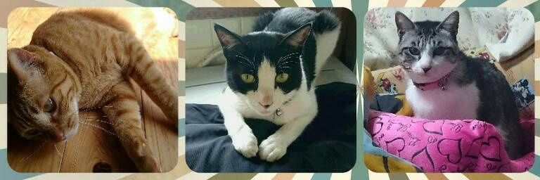 ねこ 将軍 banner