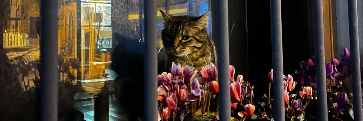 rumrummmmmmm's profile banner image