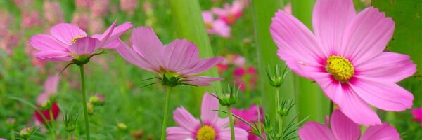 nnnanne Profile Banner