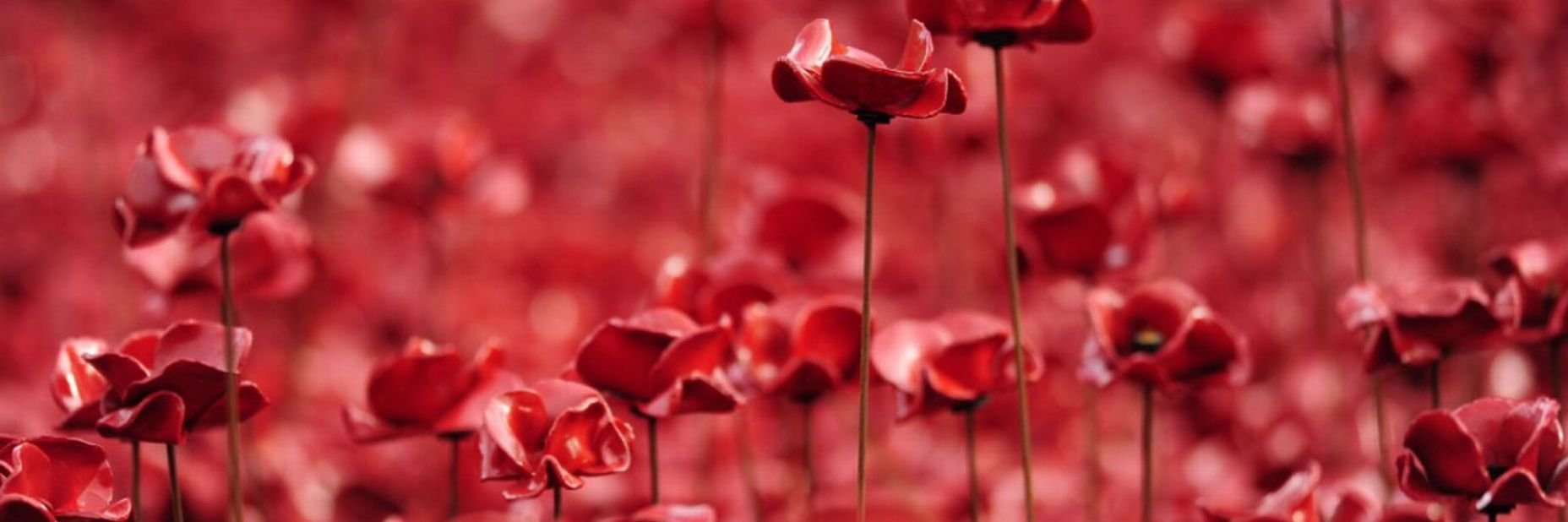 Poppy Appeal Cardiff banner