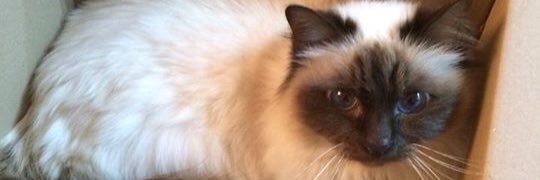 janetum123's profile banner image