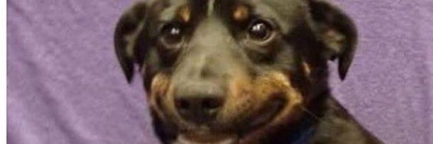 Combination Quiznos/Office Max banner