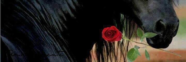 🦓Stripes🐴Darkblood🤍Maximus💪 banner