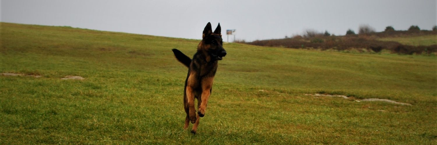 avocadoagotado💢 banner