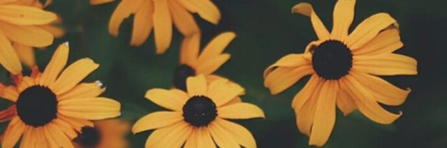 cupofteahowell's profile banner image