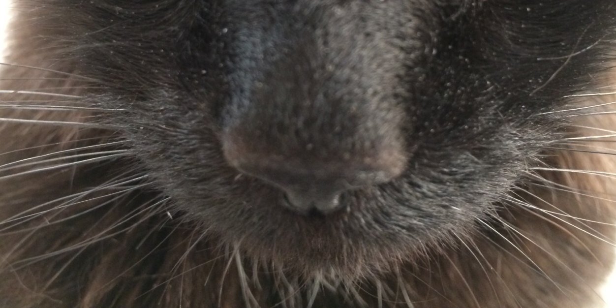 melissa parker caron banner