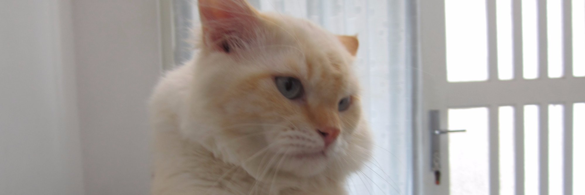 Didi_IV's profile banner image