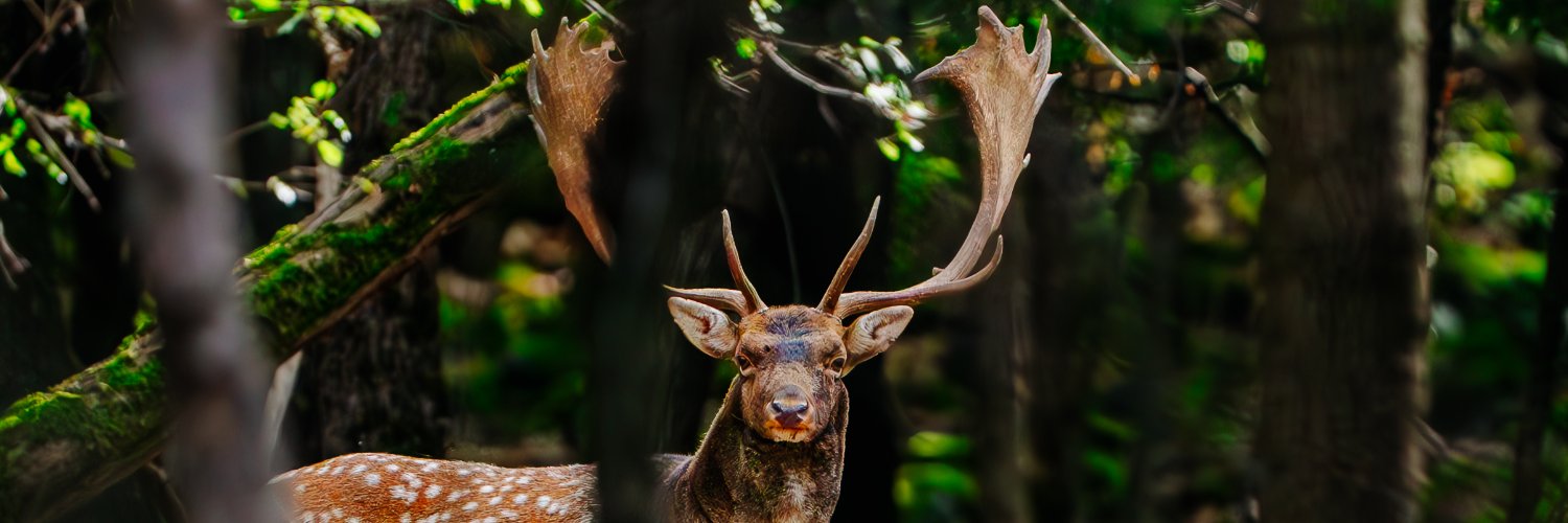 ralics's profile banner image
