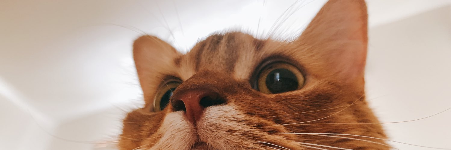 ruccocoro88's profile banner image