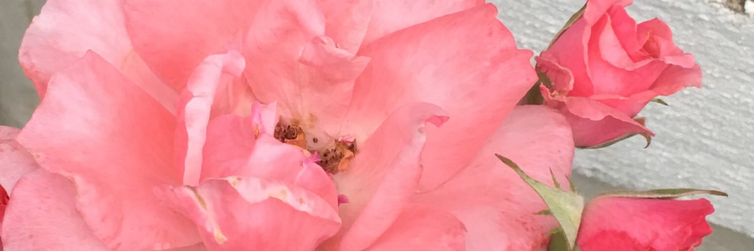 MrsCooper4xo's profile banner image
