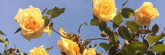 ilonanurow's profile banner image