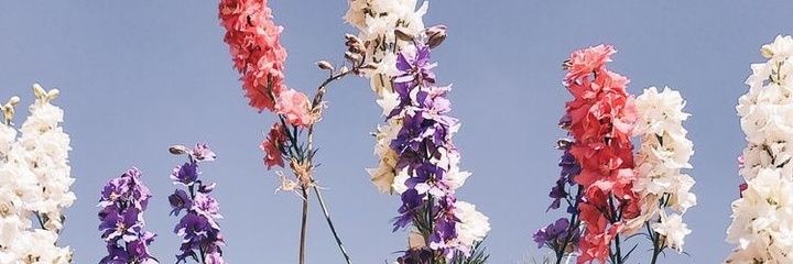 CaamiDx's profile banner image