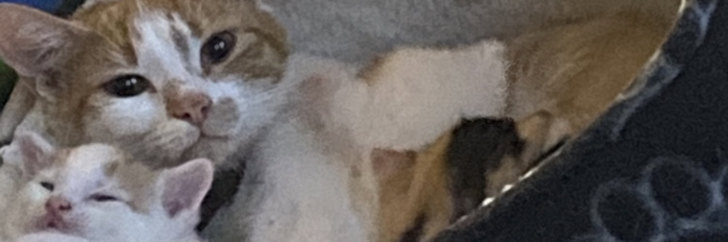 sennaelz's profile banner image