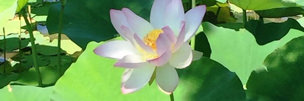 LearningZest Profile Banner