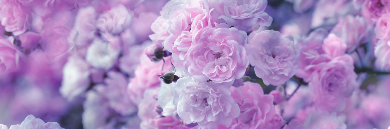 Ulialia's profile banner image