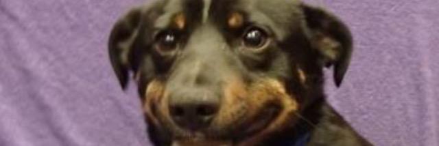 Paddyshack93's profile banner image