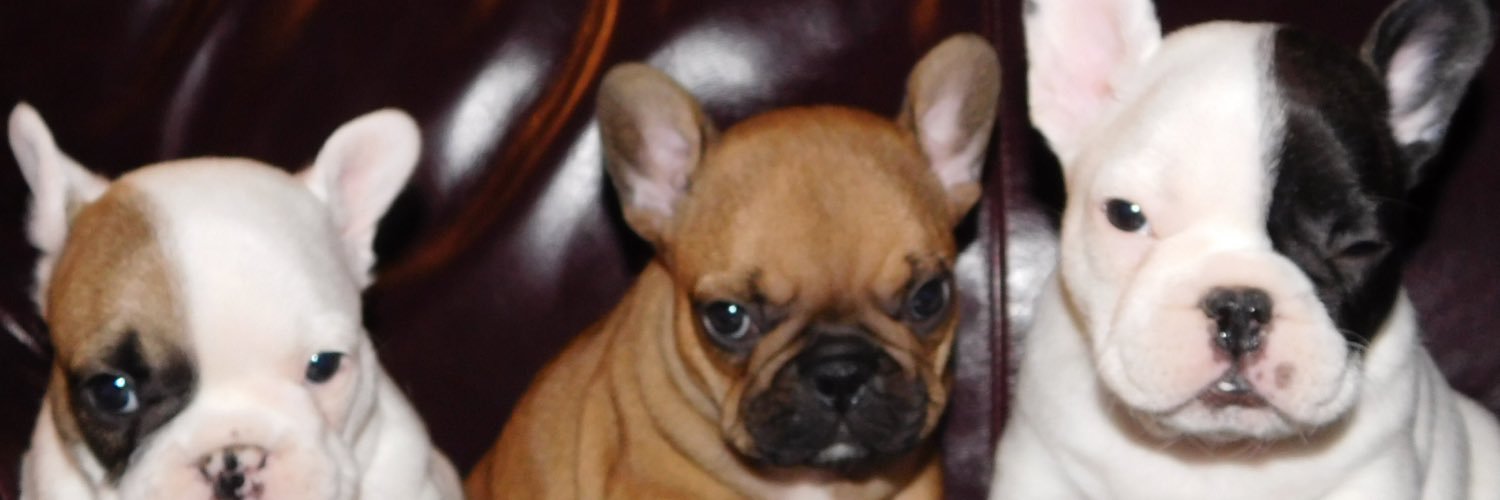 StephAcors's profile banner image