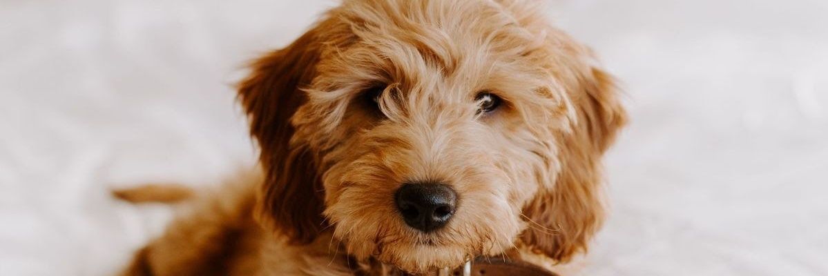MaryGRogers's profile banner image