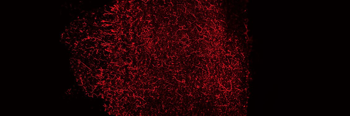 Chiappini Lab banner