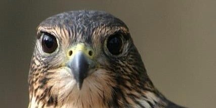 omaralloifi's profile banner image