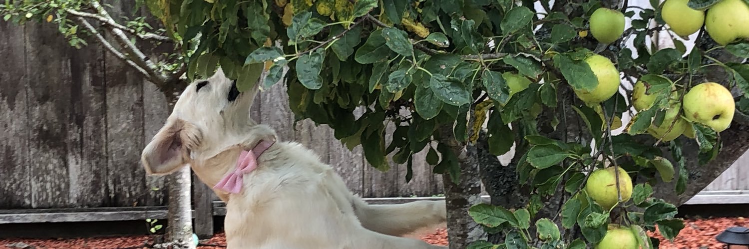CTwildcat's profile banner image